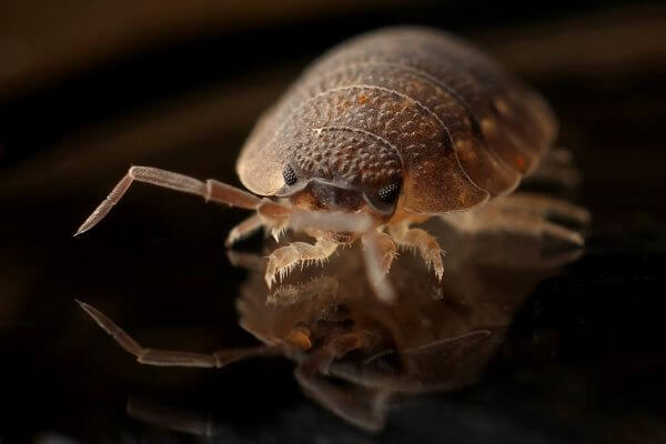 PEST CONTROL HODDESDON, Hertfordshire. Pests Our Team Eliminate - Bed Bugs.