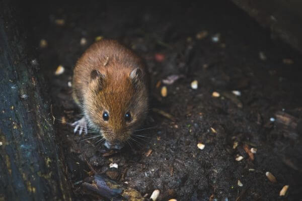 PEST CONTROL HODDESDON, Hertfordshire. Pests Our Team Eliminate - Mice.