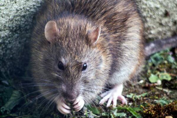 PEST CONTROL HODDESDON, Hertfordshire. Pests Our Team Eliminate - Rats.