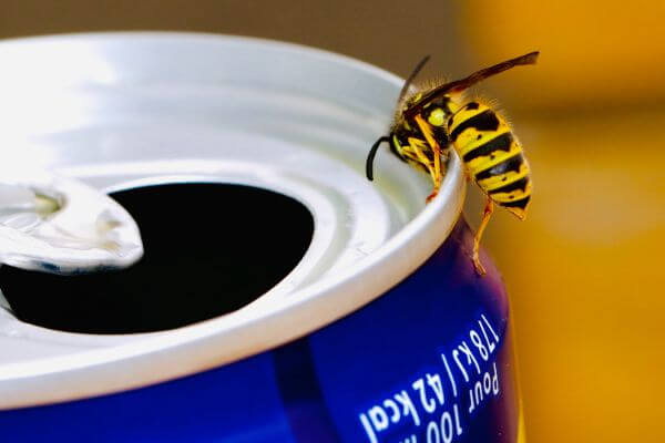 PEST CONTROL HODDESDON, Hertfordshire. Pests Our Team Eliminate - Wasps.